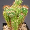 cereus_braunii_monstruosus